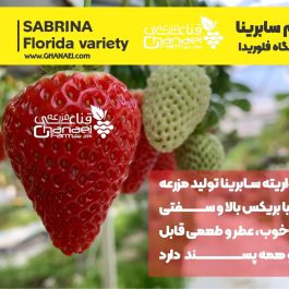 sabrina-fruit-s