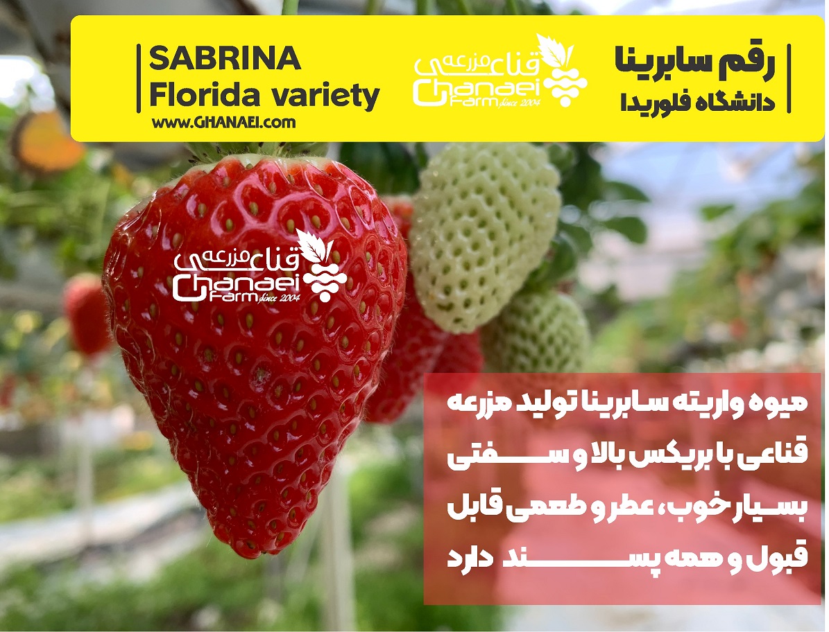 میوه تازه توت فرنگی